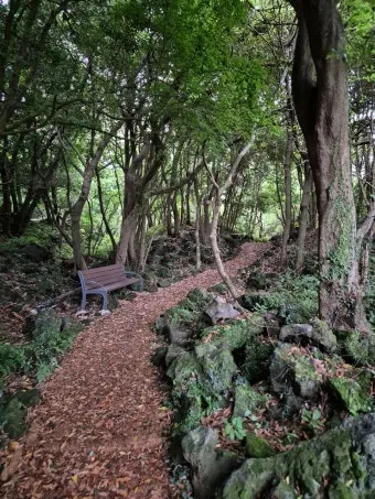 제주 곶자왈 숲길 산책 원시림 초록 힐링 여행_21