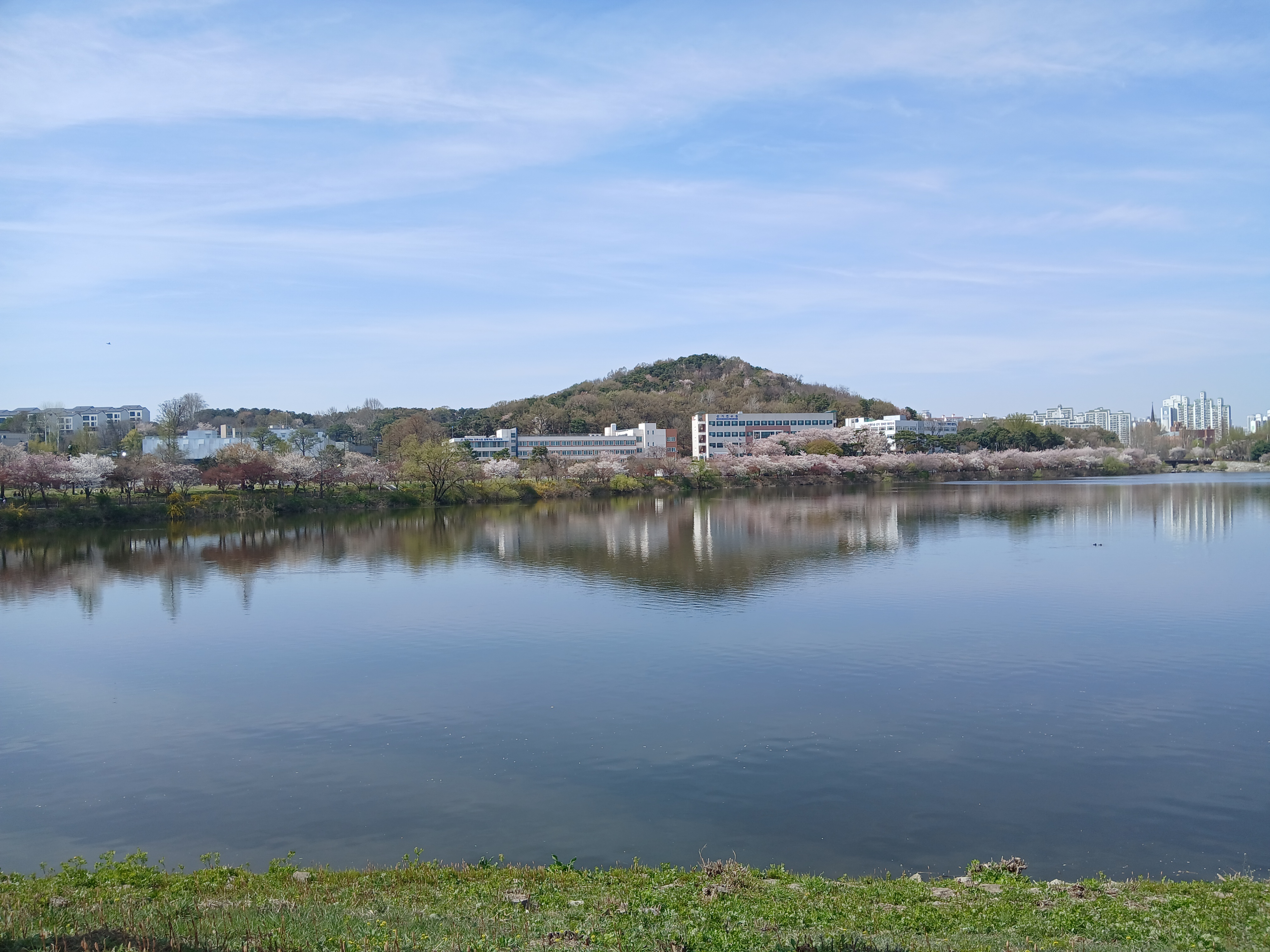 서호공원 벚꽃핀 호수뷰