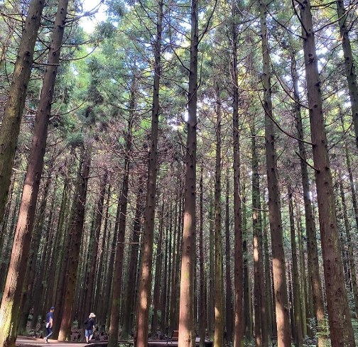 사려니숲길