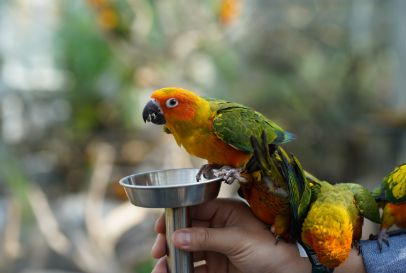 가평 베고니아새정원