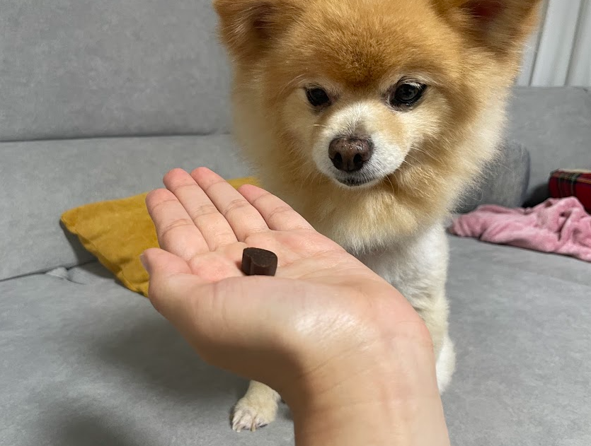 울애기쌩쌩 강아지영양제 내돈내산 후기