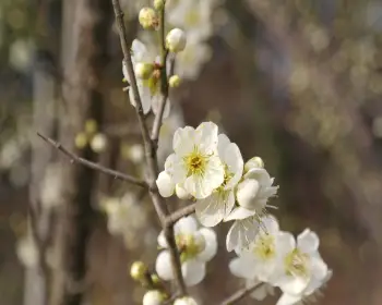 매화 개화시기_4