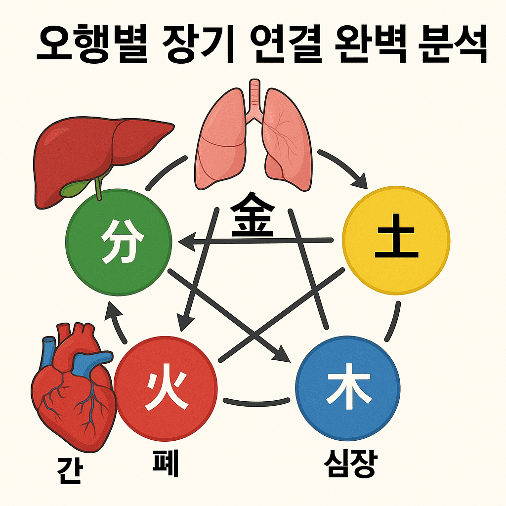 오행별장기연결