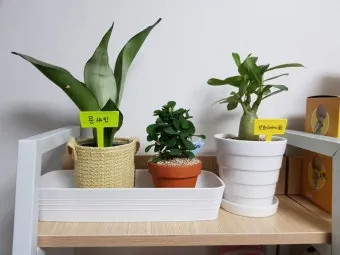 북향집 식물 선택 저조도관리 물주기 식물등 활용 방법_10