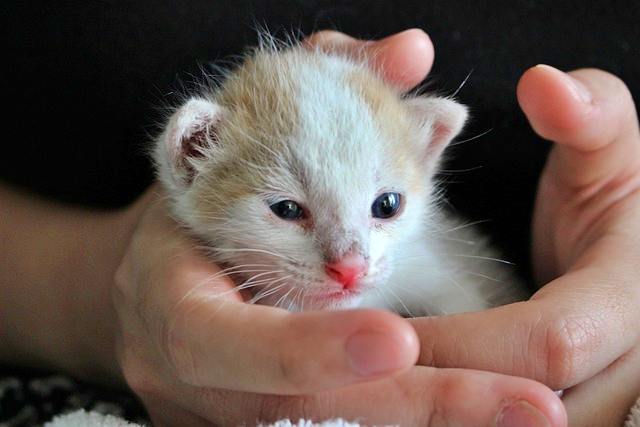 반려동물 등록과 비용, 자진신고로 과태료 피하기, 외장칩과 내장칩의 차이