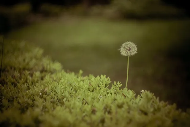 그리움 관련 시 모음 100선_7