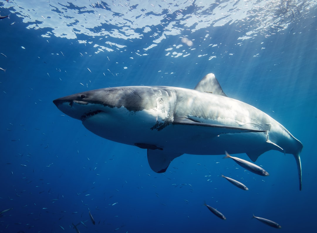 Loan Shark