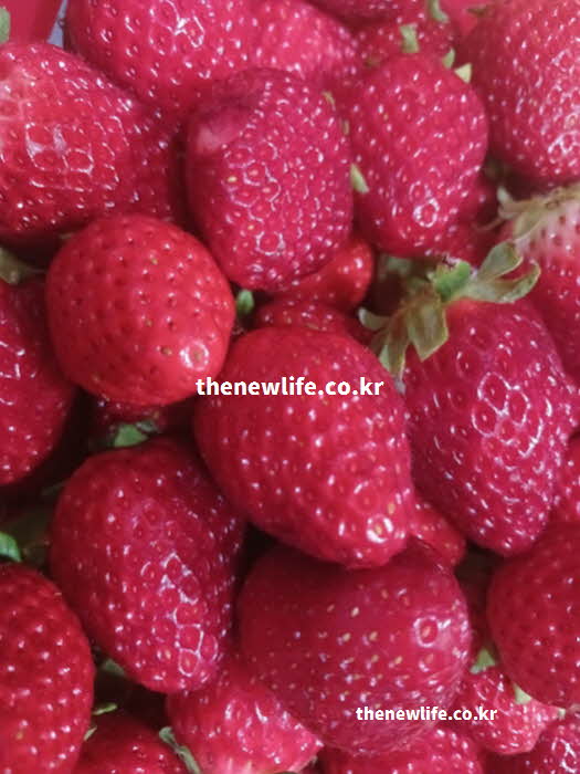 딸기 효능 인지력 증진 피세틴