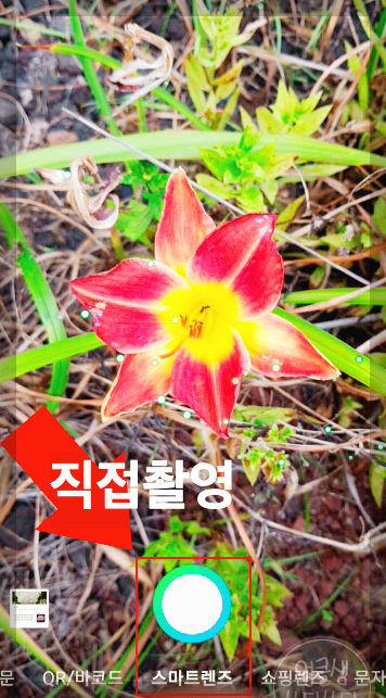네이버 꽃 검색, 식물 이름 찾기 3분 정리