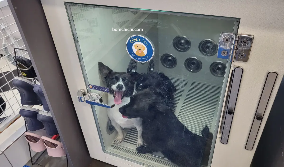 펫드라이룸에 갇힌 강아지 세 마리