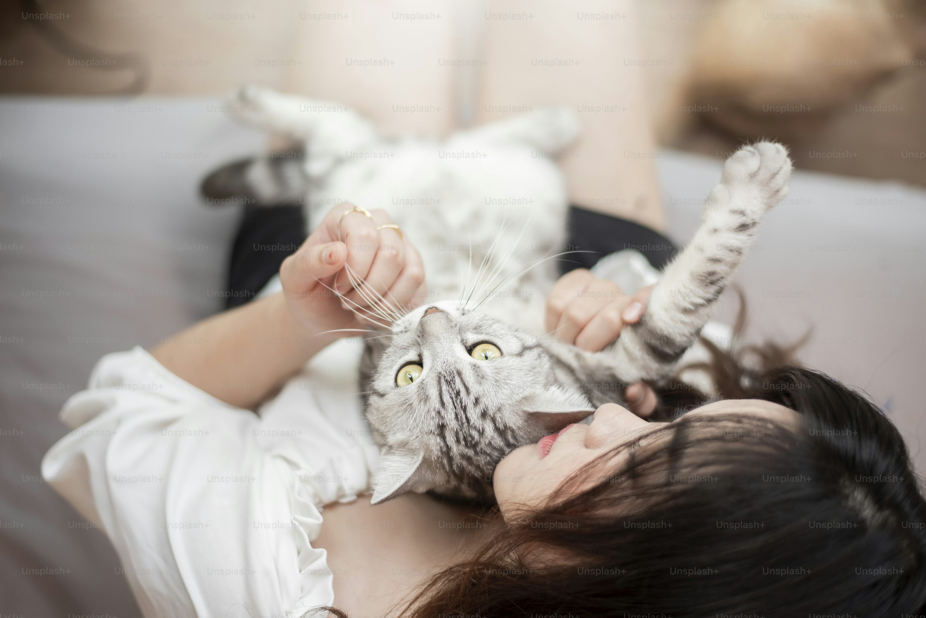 고양이 관련 이미지
