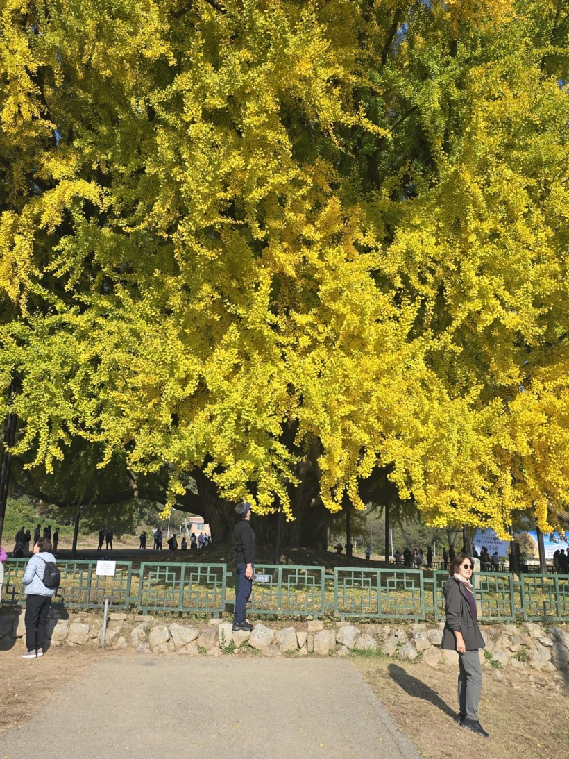 반계리 은행나무 CCTV 어디서 볼 수 있을까? 실시간 뷰 가이드