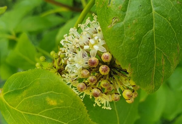 가시오가피-잎-줄기-꽃