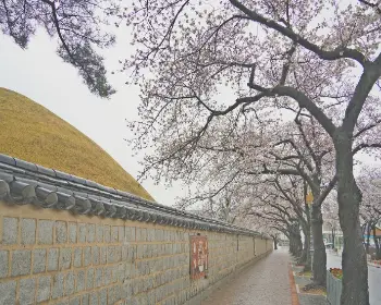 경주벚꽃축제_7