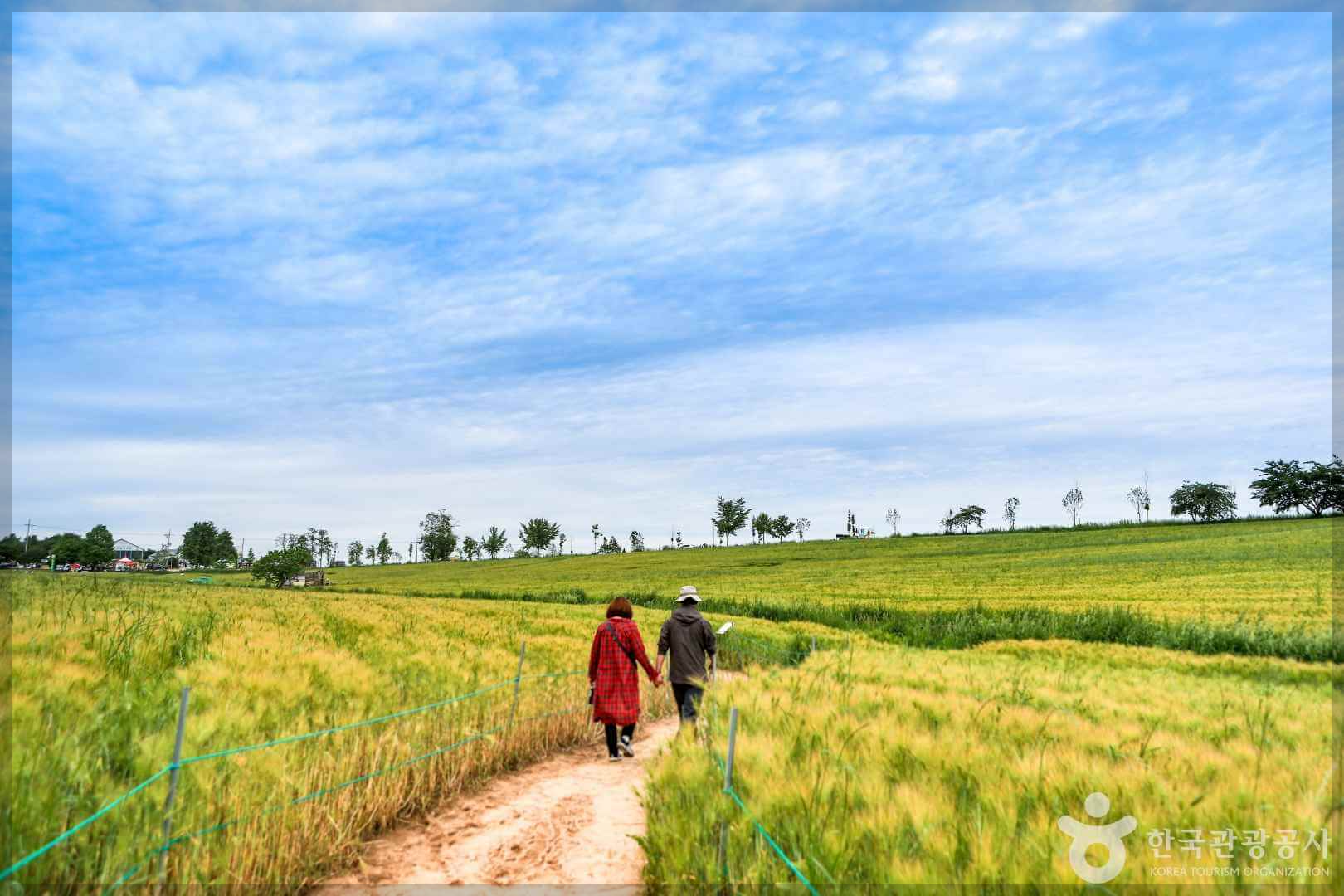 고창 청보리밭 축제 기간, 일정, 주변 관광지, 주차장 정보