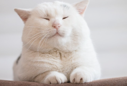 하얗고 뚱뚱한 고양이.