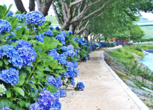광도천 수국꽃길의 파스텔 풍경