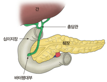 췌장의 기능과 위치