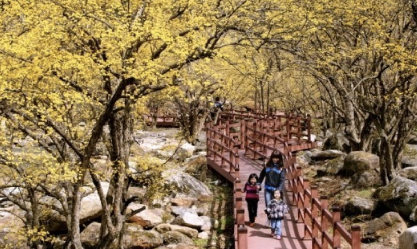 2025년 구례산수유꽃 축제