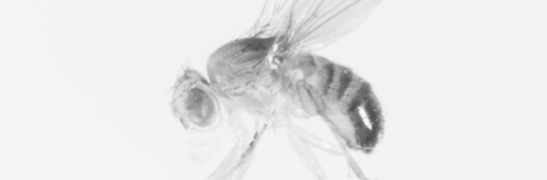 초파리 트랩 등