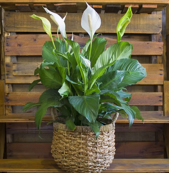 스파티필름 스윗 파블로