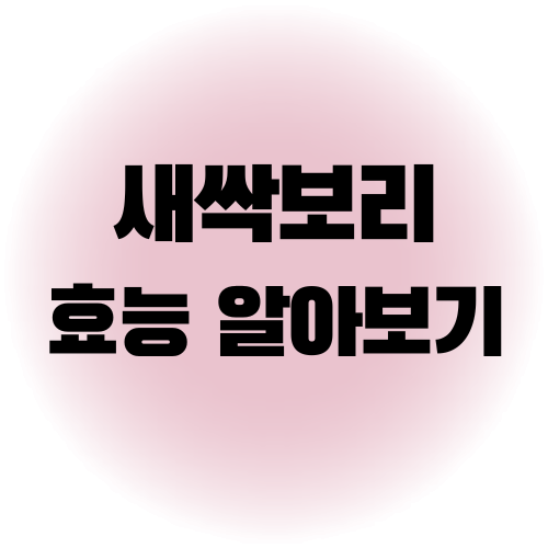 새싹보리