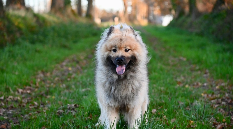 동적 전선 고장 유형