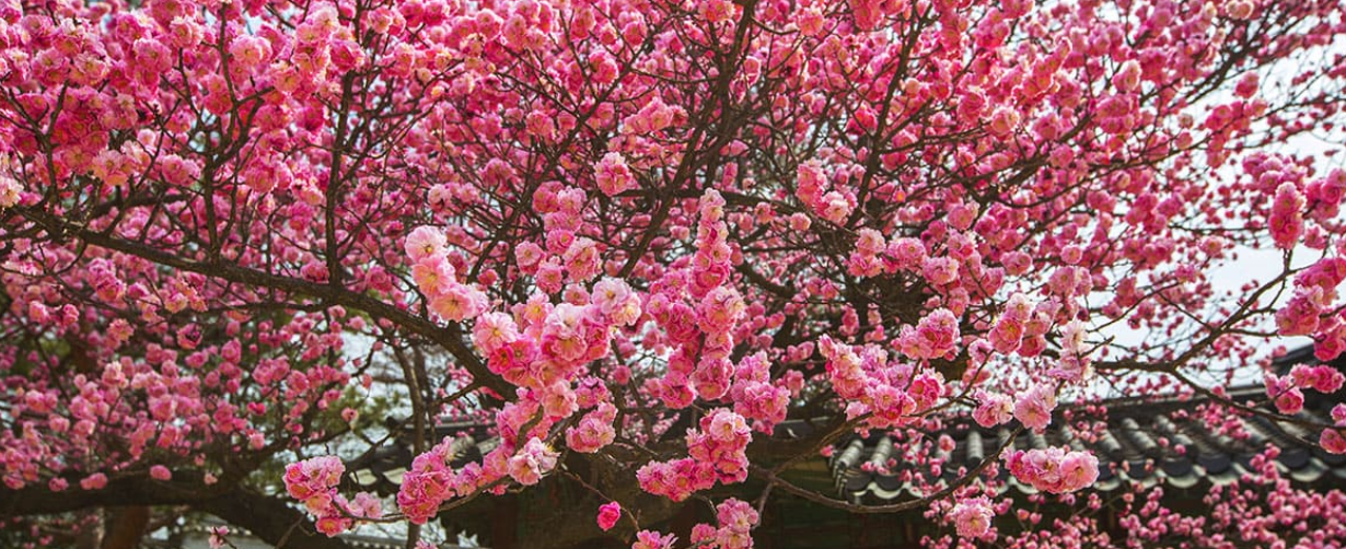 서울 매화 명소 봉은사 2