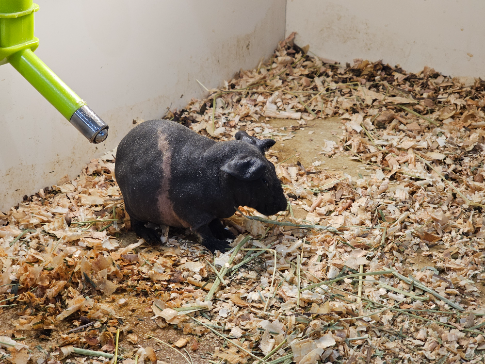 アニタッチ アクアシティお台場_07