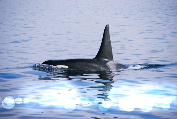 바다를-다니는-범고래