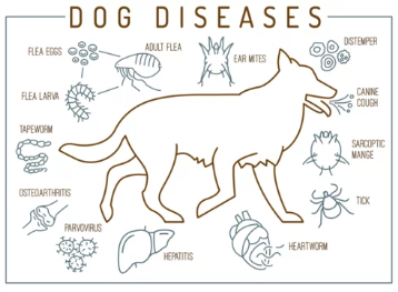 강아지 심장사상충/출처:어도비스톡