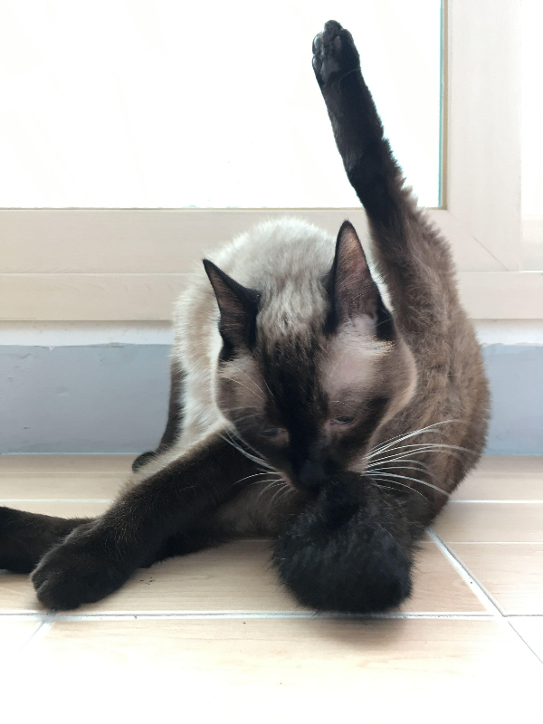 고양이 그루밍2