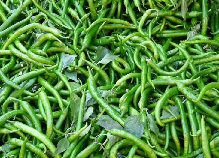 청양고추_보관법