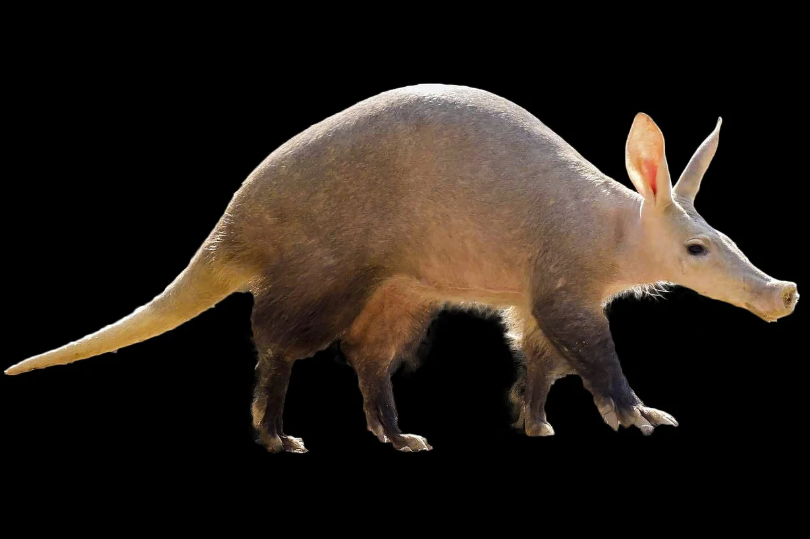 땅속의 개미 사냥꾼, 땅돼지의 세계