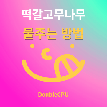 떡갈고무나무 물주기