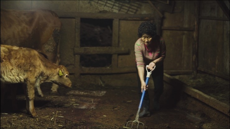 외양간을 청소하시는 할머니의 모습