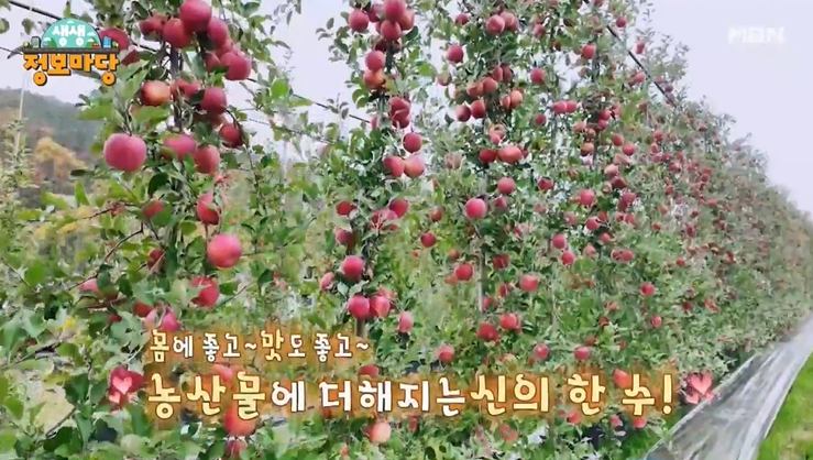 사과 무농약 전국 택배 주문 추천