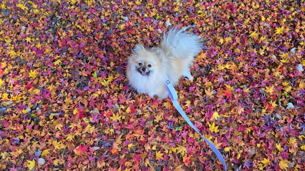 단풍 낙엽 위 강아지