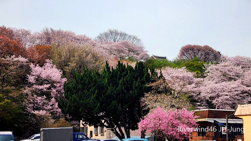 벚꽃핀 망월산과 동장대