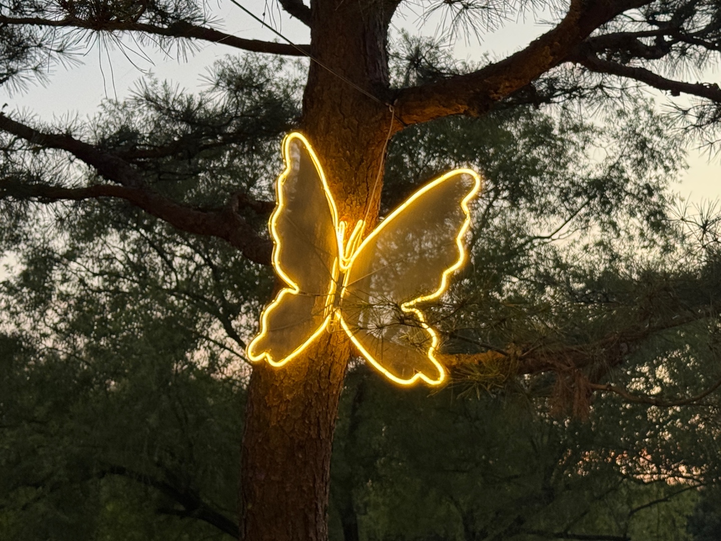 궁남지 연꽃 야경