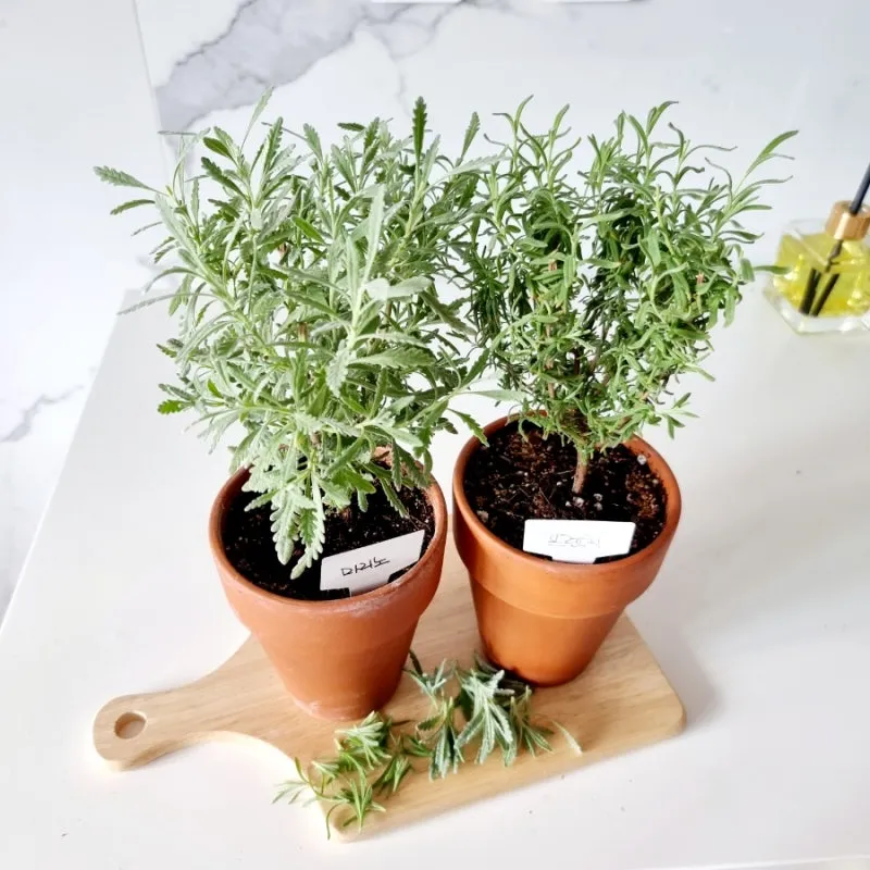 라벤더 키우기 물주기 향기관리 통풍일조 집에서도 가능한 관리_4