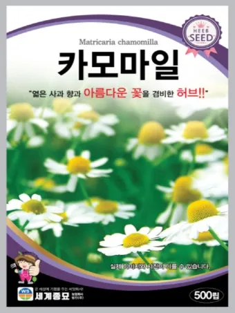 카모마일 재배 직파 심기 연속 개화 수확 건조_10