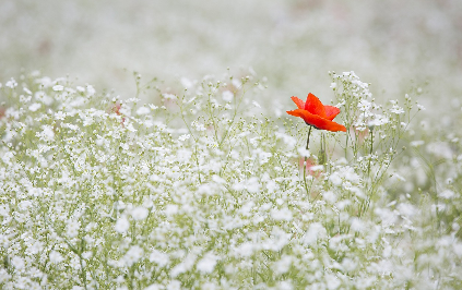 김선향 시 붉은 꽃 흰 꽃 이미지