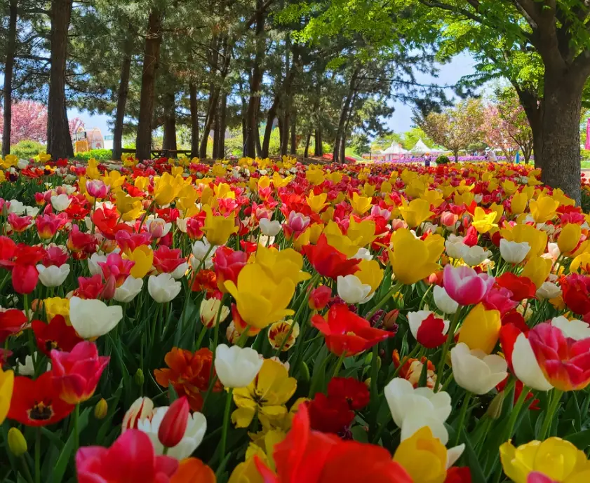 태안 튤립축제 주차장 정보, 이용 꿀팁, 주차장 동선