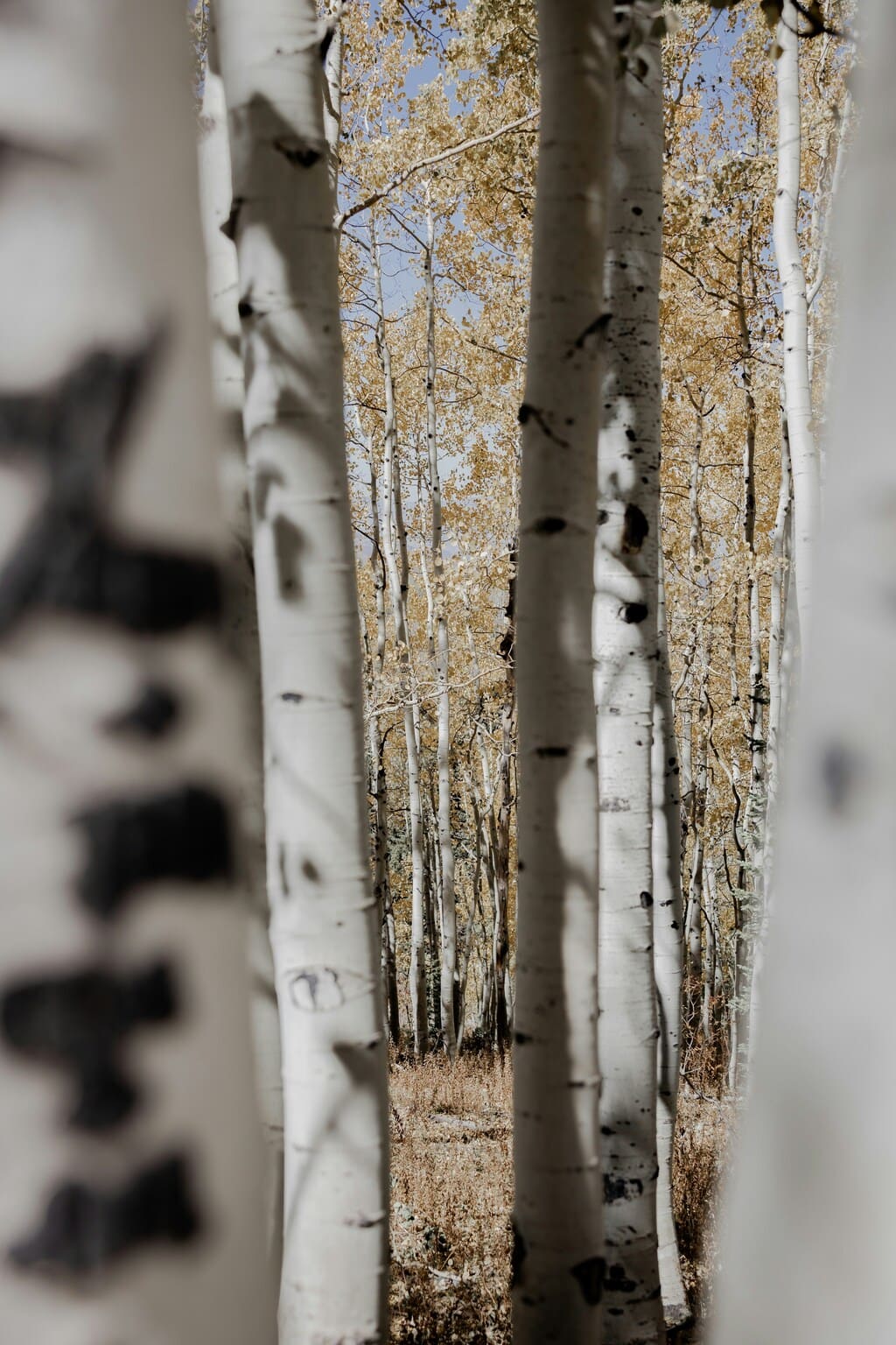 화담숲 예약하기! 놓치면 후회하는 꿀팁 대방출