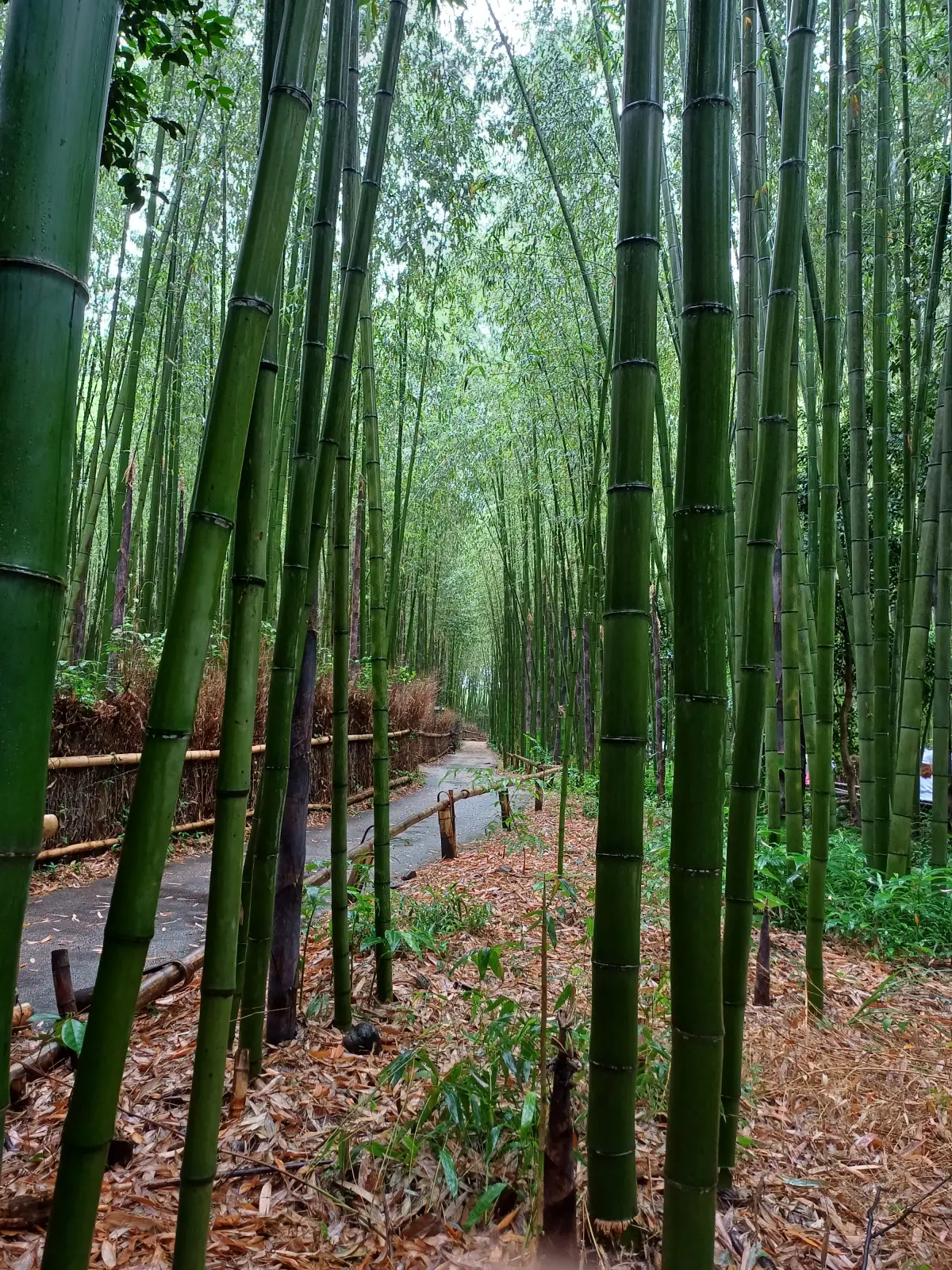 아라시야마-치쿠린-대나무숲-입구쪽