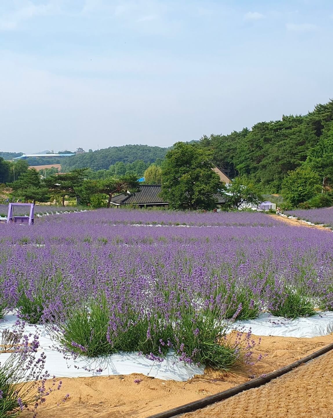 고창청농원 라벤더시즌