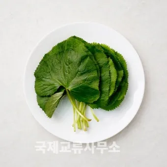 곰취 먹는방법 쌈 무침 장아찌 만드는법 요리 데치는방법_11