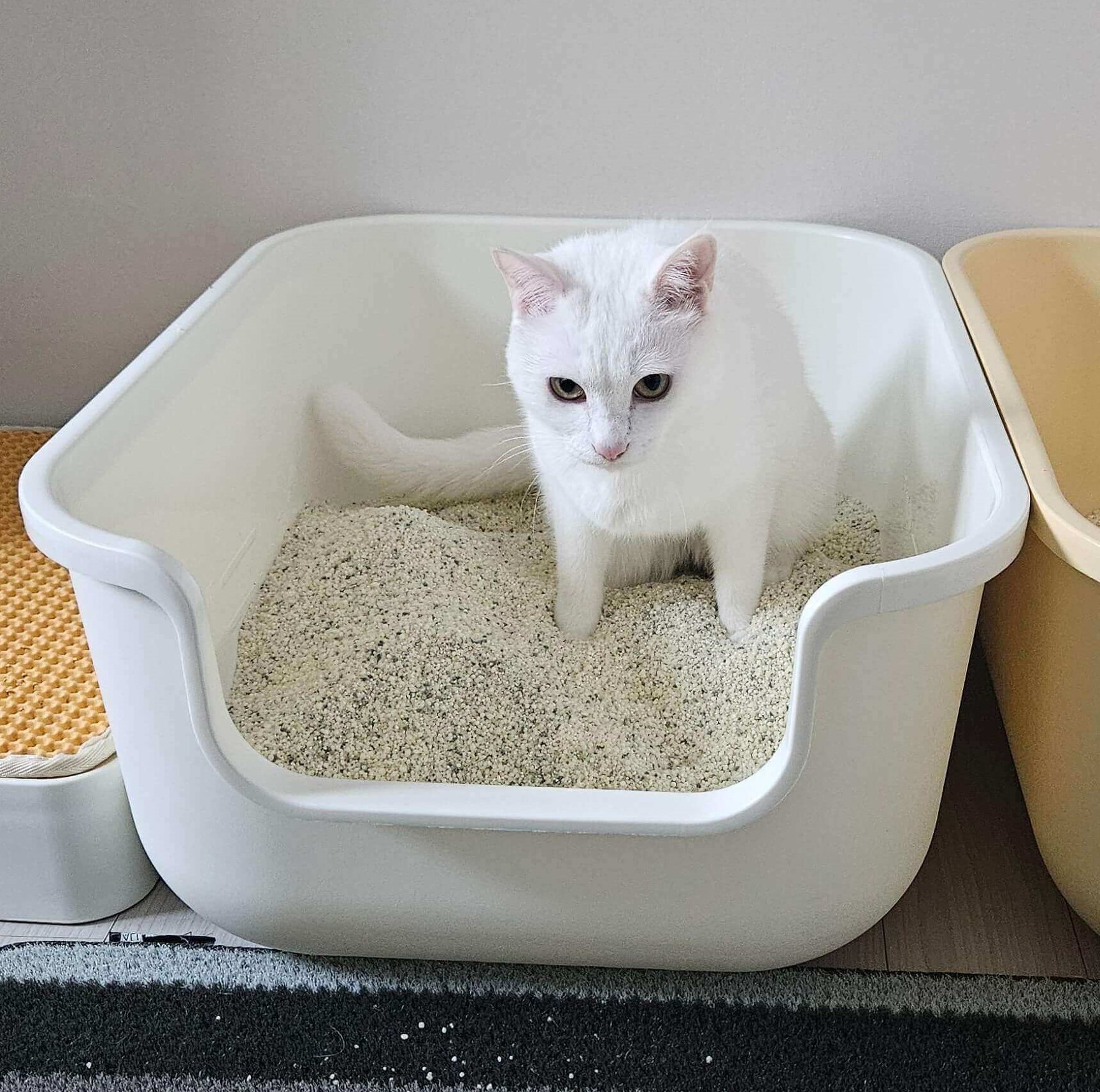 고양이 화장실