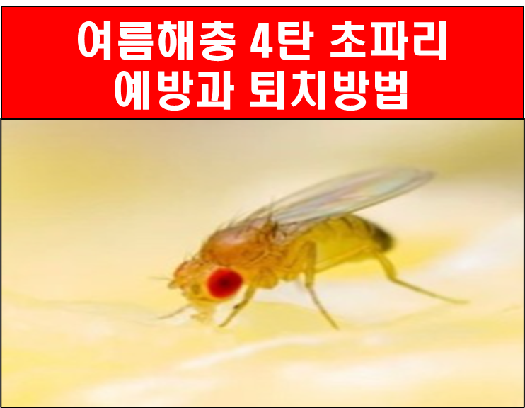 여름전쟁 초파리 생기는 원인 간단 퇴치법 3가지 꿀팁